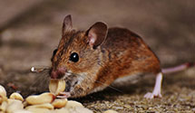 24 Hour & Emergency Exterminators in Coal Mine Mesa, AZ